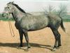 TABİR BULAMAM