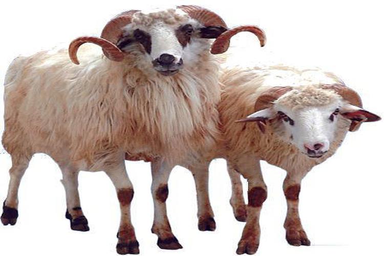 Content Image